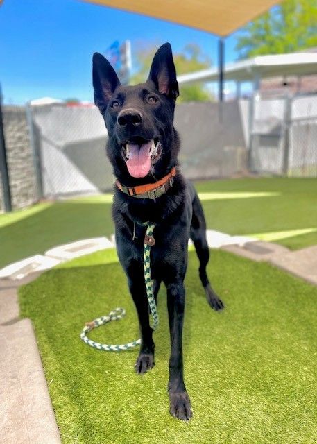 A161876 Franz is Available for Adoption!