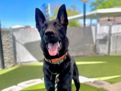 A161876 Franz is Available for Adoption!