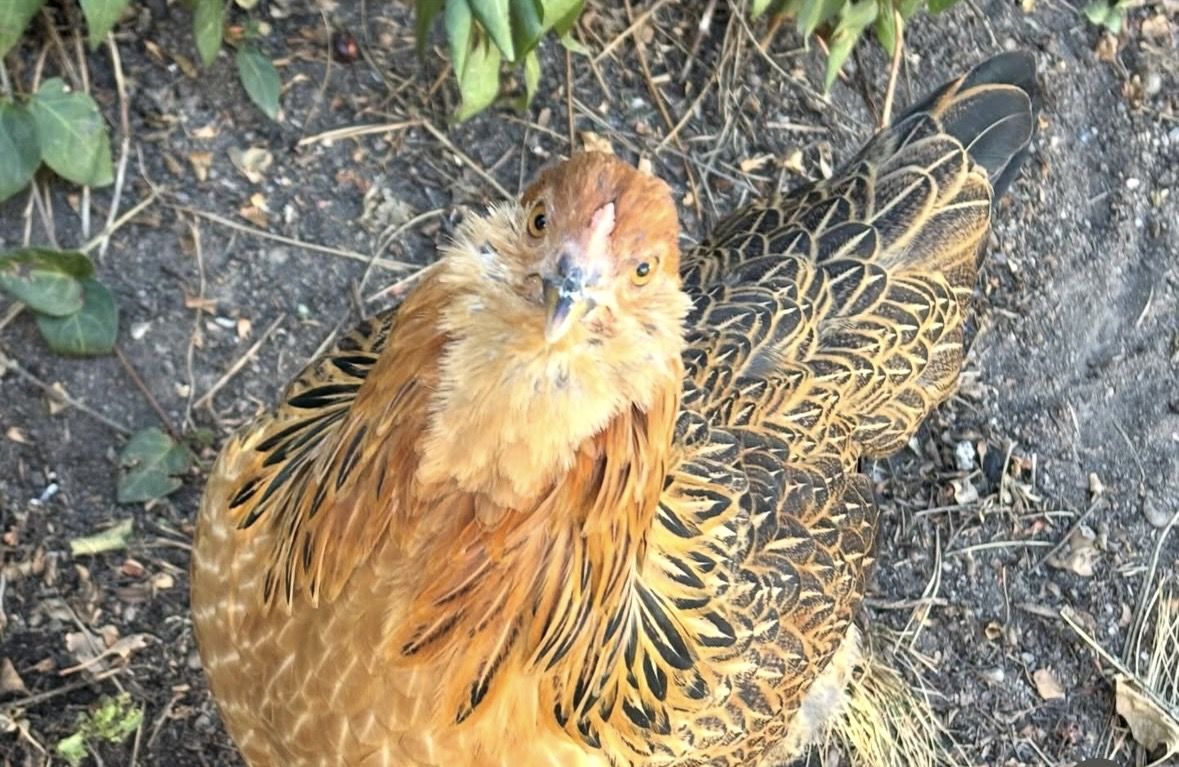 Americana hen chicken
