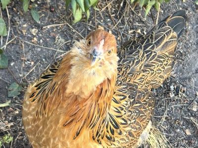 Americana hen chicken
