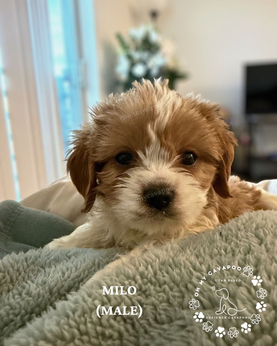 Gorgeous Mini Cavapoo Puppies