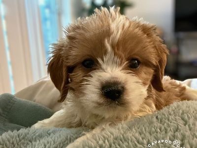 Gorgeous Mini Cavapoo Puppies