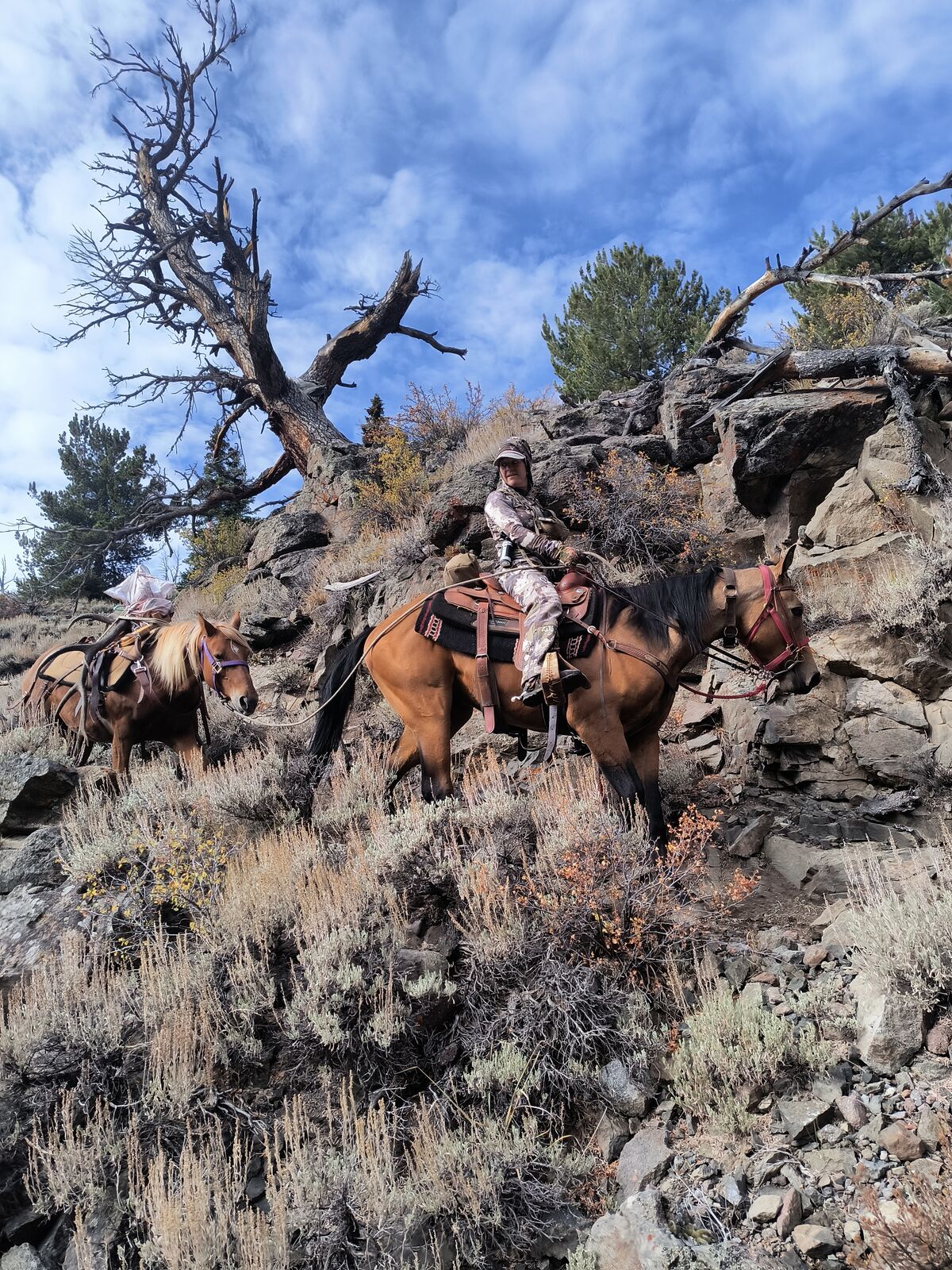 Light use pasture pet