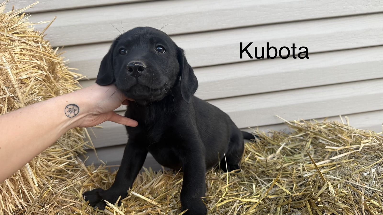 Black Purebred Labs