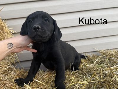 Black Purebred Labs