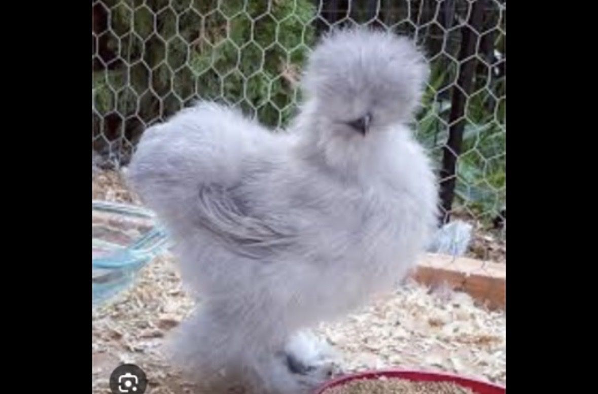 Looking for lavender/blue/blue splash/splash/ silkies