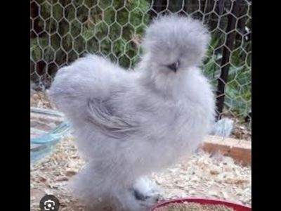 Looking for lavender/blue/blue splash/splash/ silkies