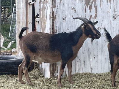 5 pregnant female goats for sale!!!!