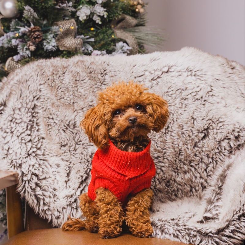 Stud Only - 3 lb Tiny Toy Poodle