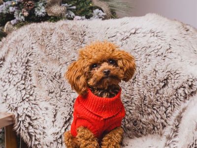 Stud Only - 3 lb Tiny Toy Poodle