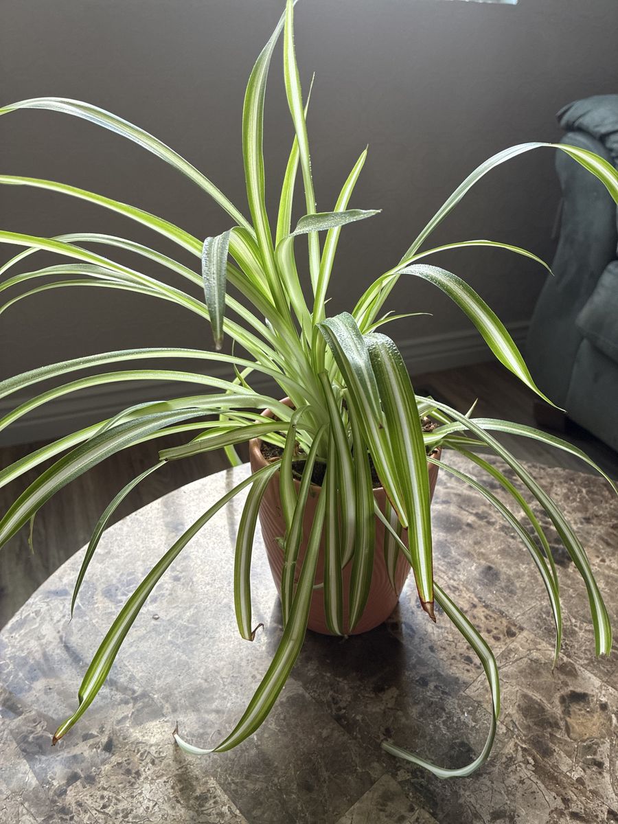 Spider plant in a ceramic pot.