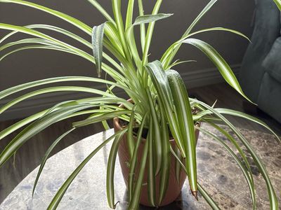 Spider plant in a ceramic pot.