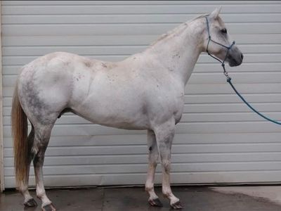 2 year old AQHA