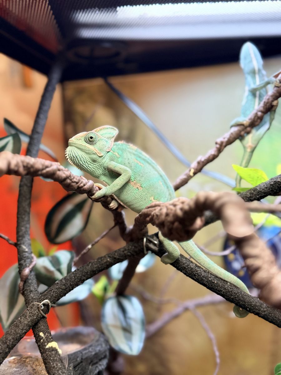 Veiled Chameleon(s)
