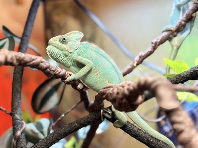 Veiled Chameleon(s)