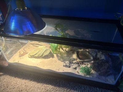 Egyptian Sandfish Skink and Western Fence Lizards + Enclosure