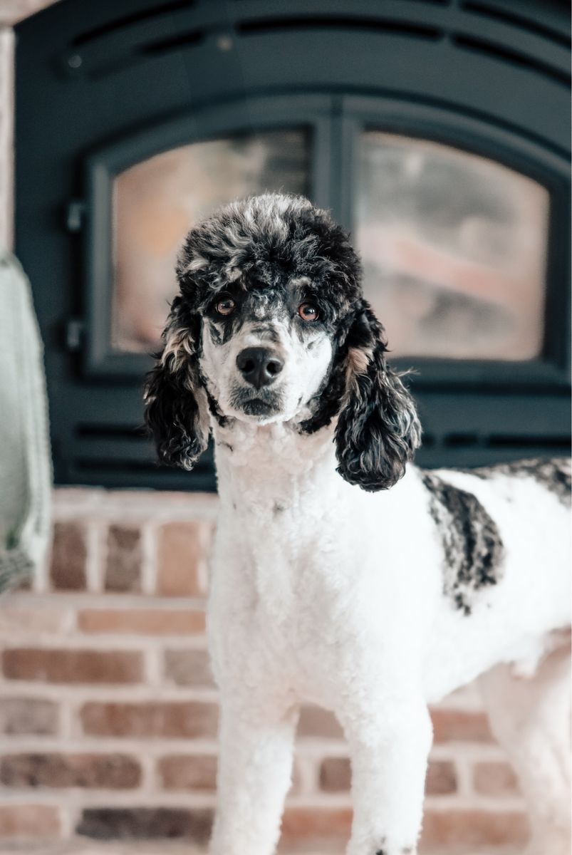 Rooster Merle Parti Small Standard / Moyen Poodle