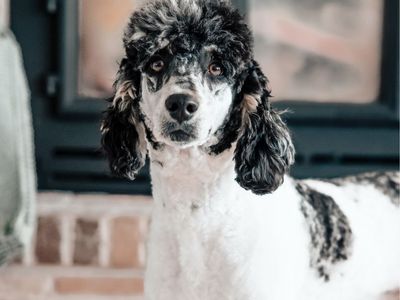 Rooster Merle Parti Small Standard / Moyen Poodle