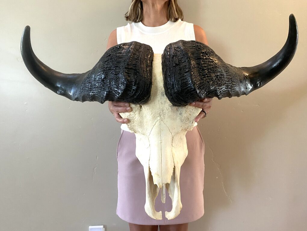 NEW African Cape Buffalo Skull - Taxidermy Mount