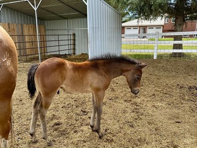 AQHA prospects available