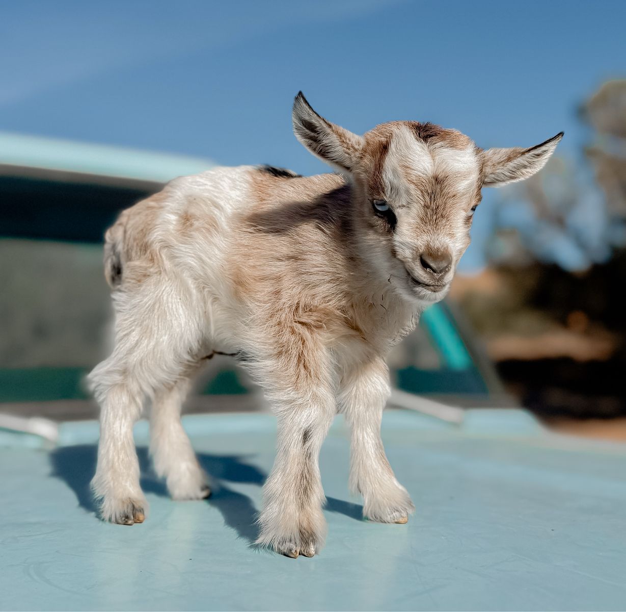 •Angel• Pygmy x Silky Fainter Doeling