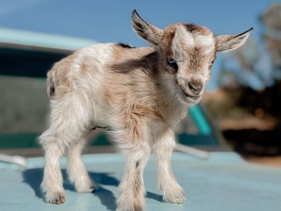 •Angel• Pygmy x Silky Fainter Doeling