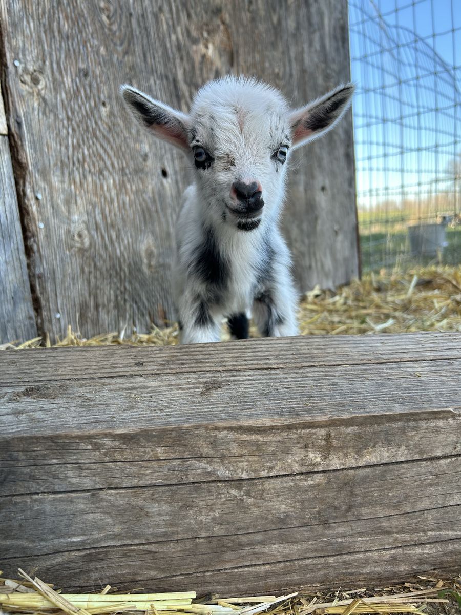 Nigerian dwarf Baby goats
