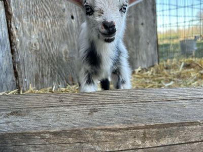 Nigerian dwarf Baby goats