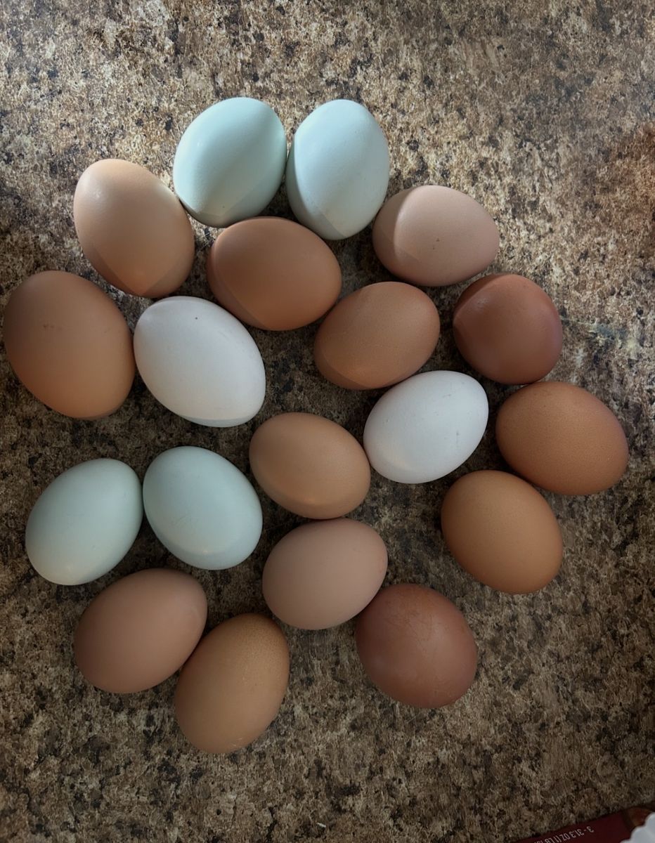 Chicken Eggs Free Range