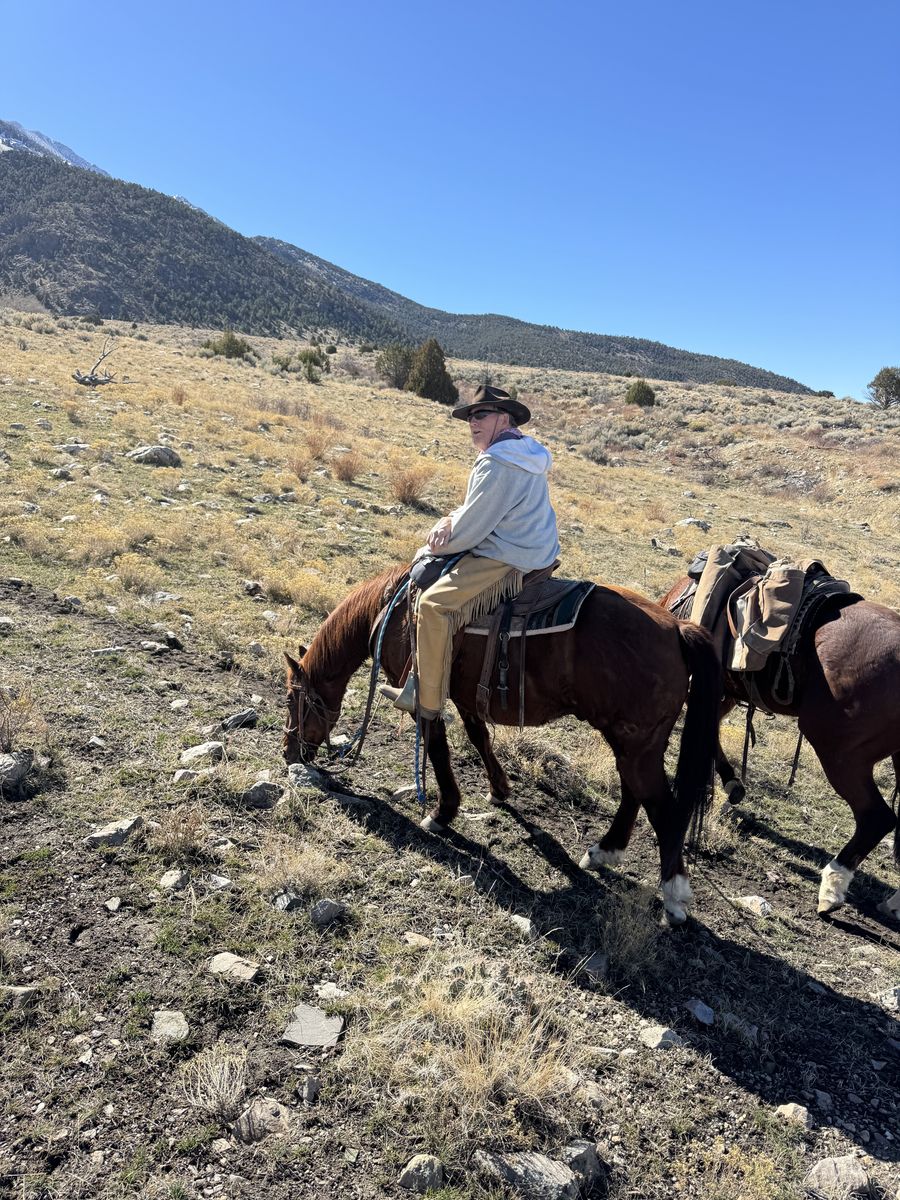 Well broke 12 yr old AQHA gelding for trail/arena