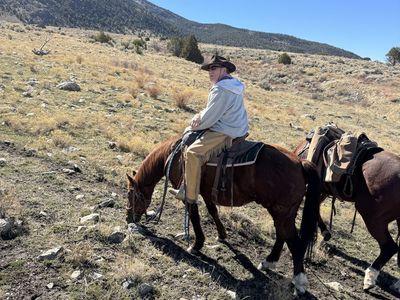 Well broke 12 yr old AQHA gelding for trail/arena
