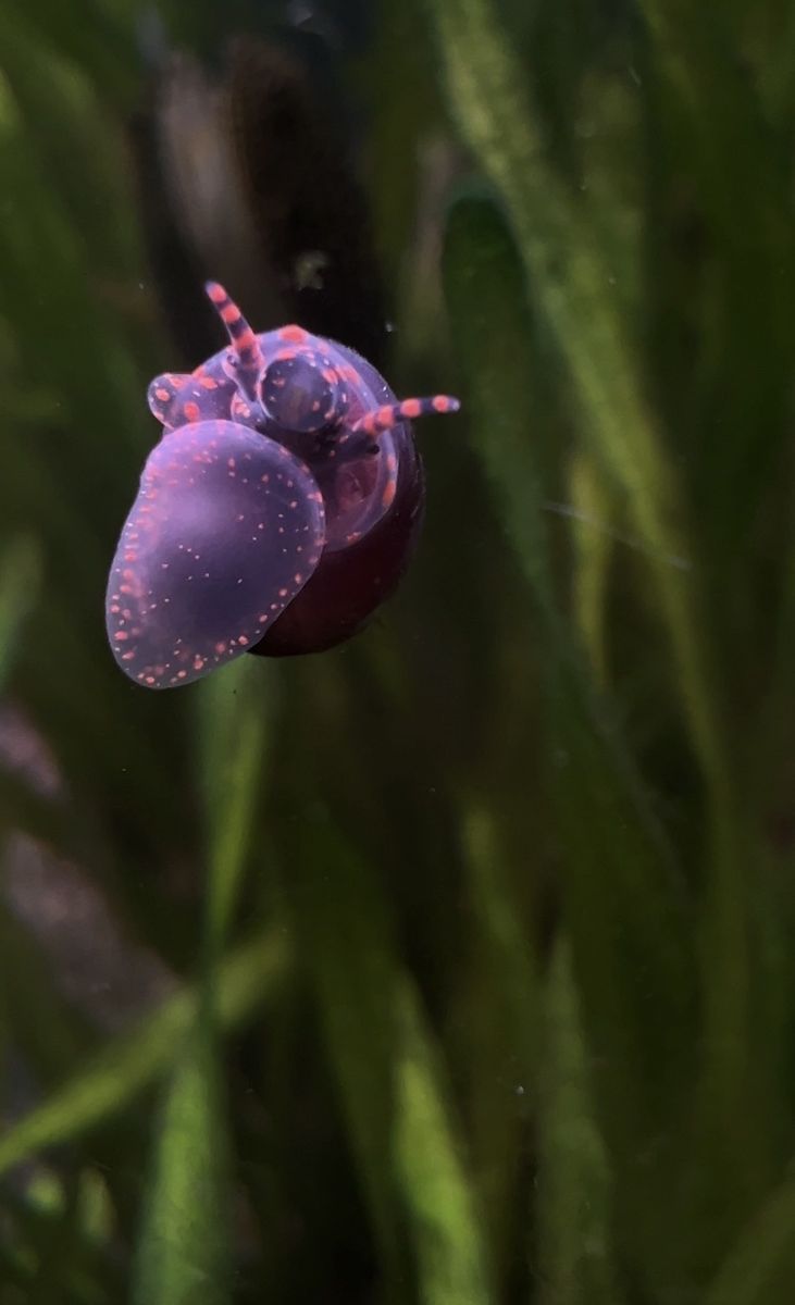 Blueberry Snails For Sale - Rare Unique Livebearer