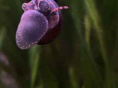 Blueberry Snails For Sale - Rare Unique Livebearer