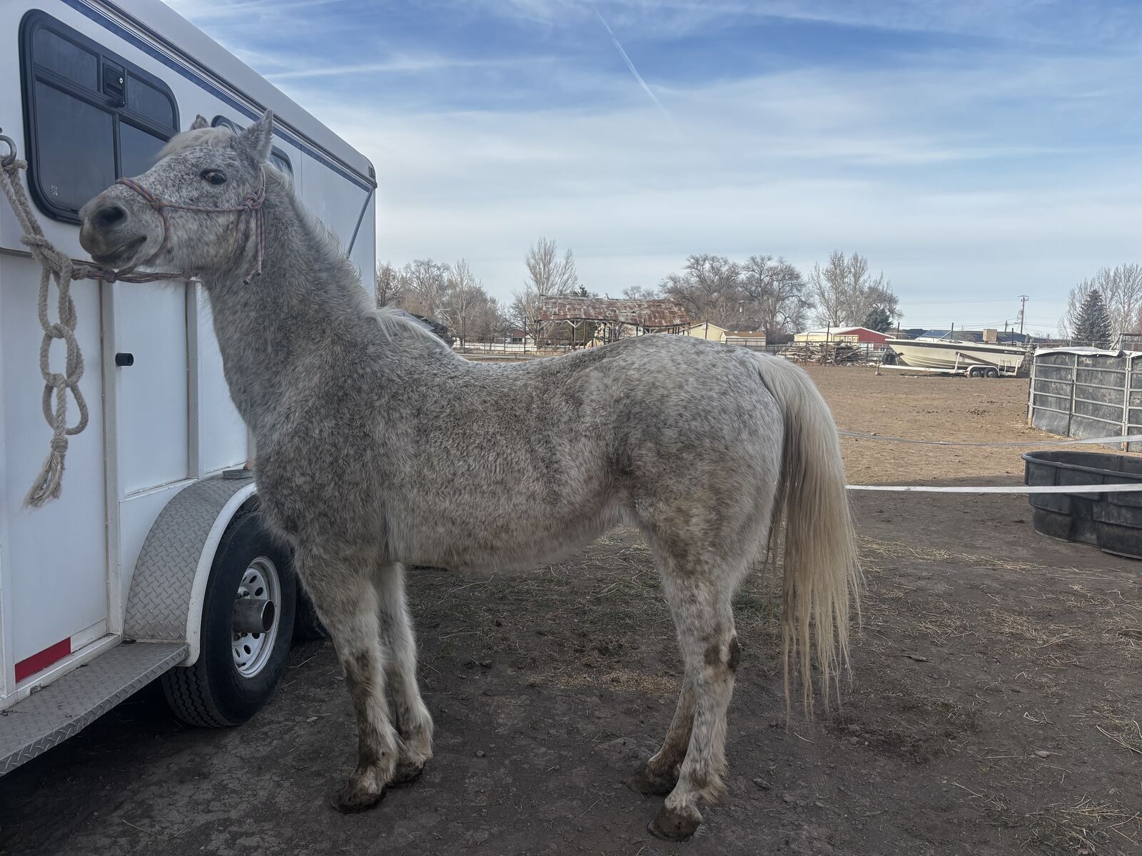 13 year old morgan arabian cross