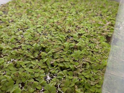Salvinia Minima
