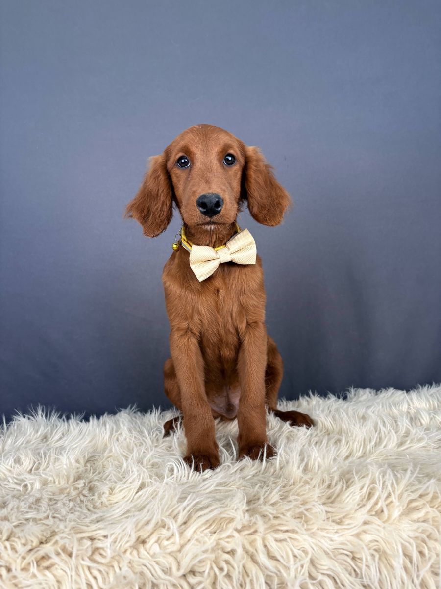 Zion - Male Mini Golden Retriever Puppy