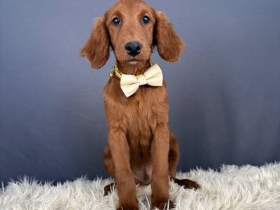 Zion - Male Mini Golden Retriever Puppy