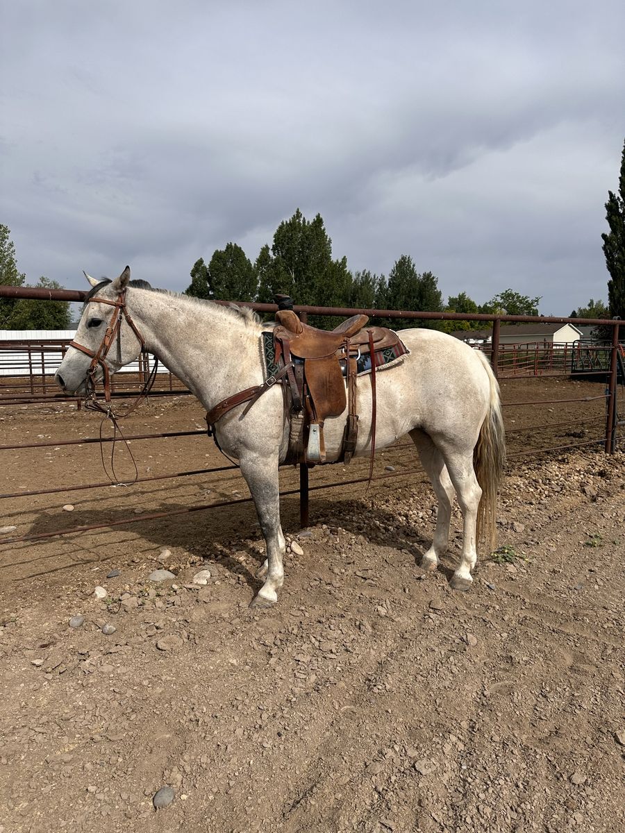 2022 APHA Filly Rope and Ranch horse