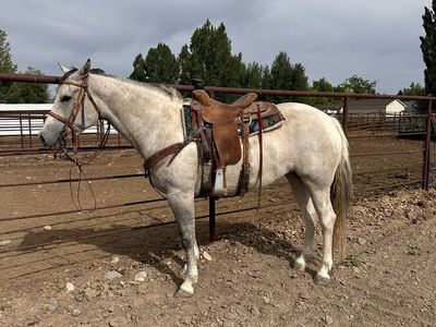 2022 APHA Filly Rope and Ranch horse