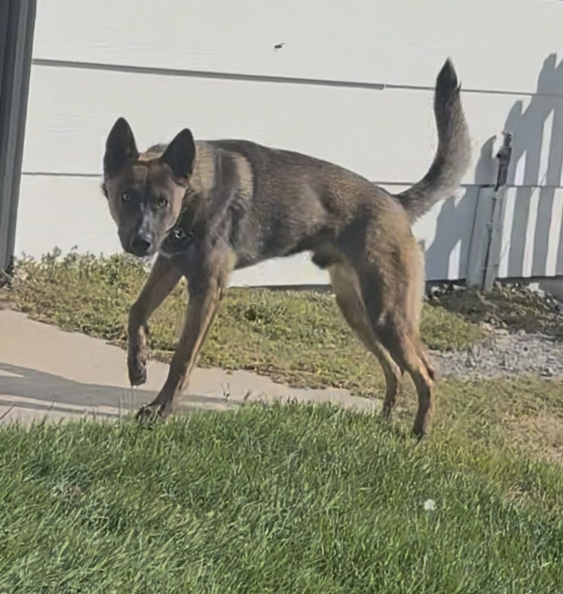 Husky Heeler Mix Puppy - Blue/Red Coat - Friendly & Energetic