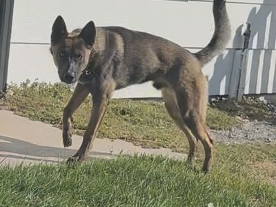 Husky Heeler Mix Puppy - Blue/Red Coat - Friendly & Energetic