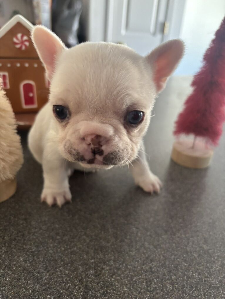 Frenchie Girl Pup