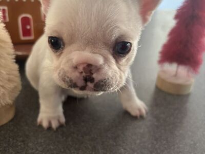 Frenchie Girl Pup