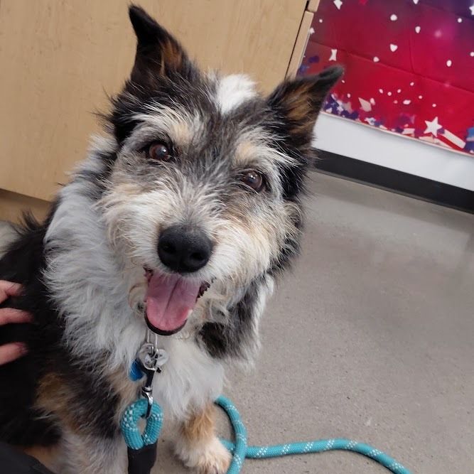 Sheep Dog/Terrier available for adoption.