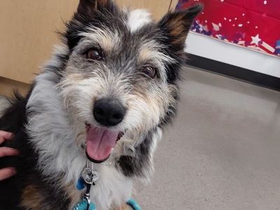 Sheep Dog/Terrier available for adoption.