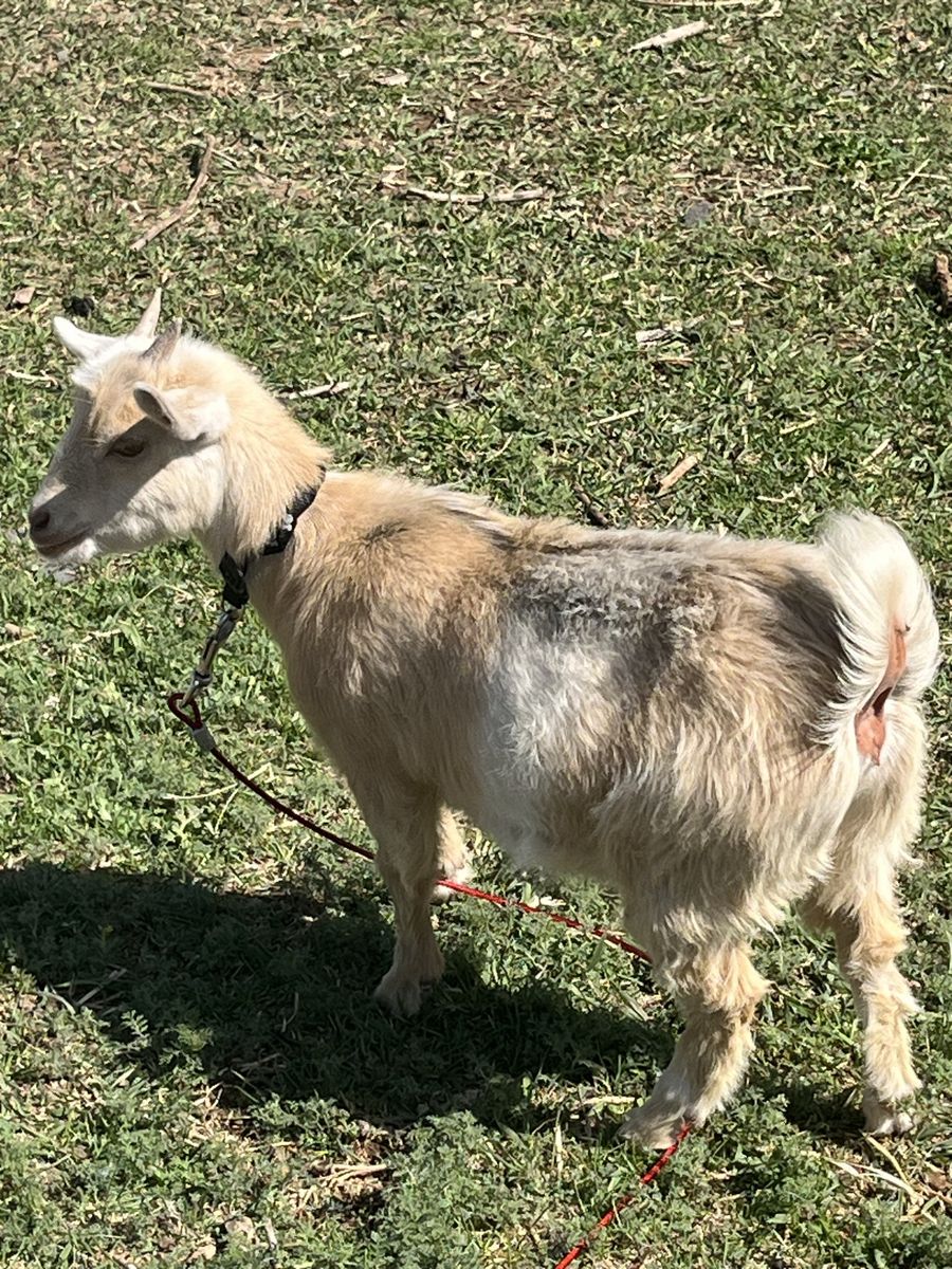 Cute Nigerian dwarf goat 5 months old