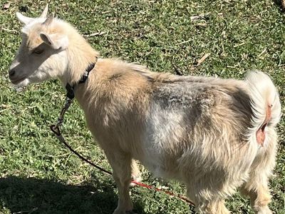 Cute Nigerian dwarf goat 5 months old