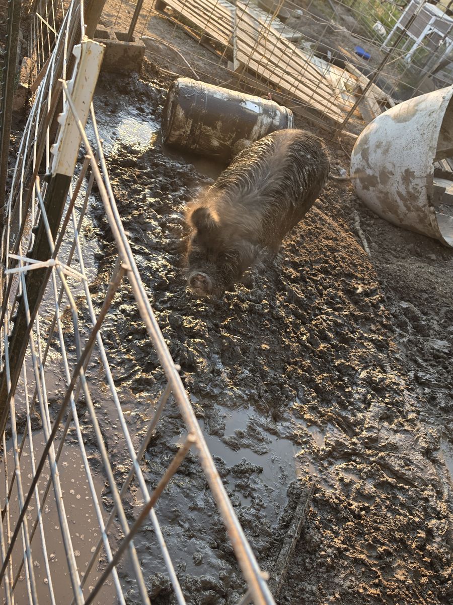 Proven 2 year old sow.