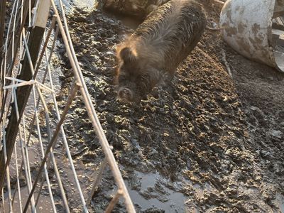Proven 2 year old sow.