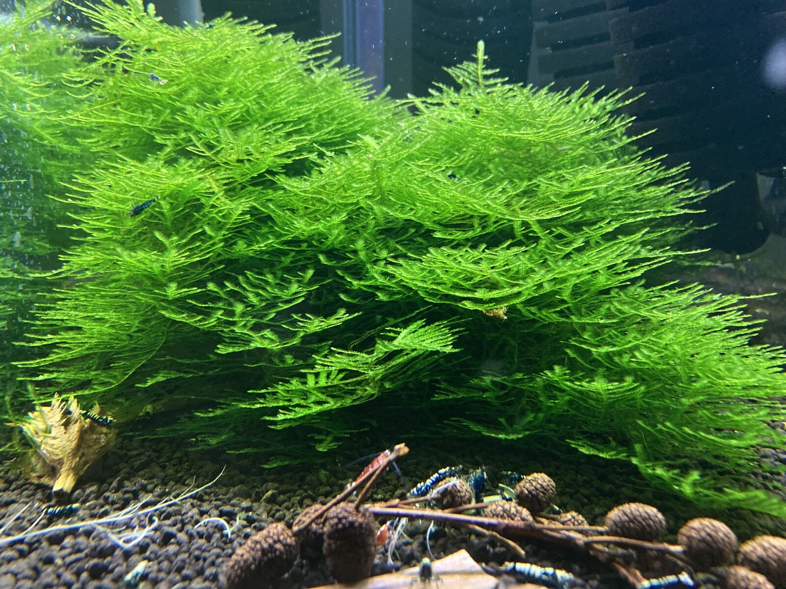 Large Portions of Aquatic Moss Weeping Anchor Hookericae Cameroon